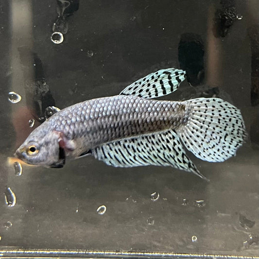 the-fish-farm Premium Male Betta Alien Premium Male Betta - One Only - 9 Shop for Alien Male Bettas at The Fish Farm Australia