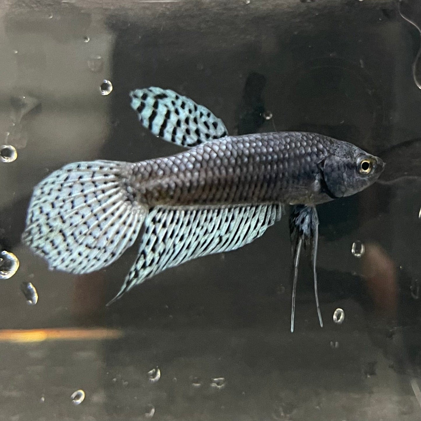 the-fish-farm Premium Male Betta Alien Premium Male Betta - One Only - 9 Shop for Alien Male Bettas at The Fish Farm Australia