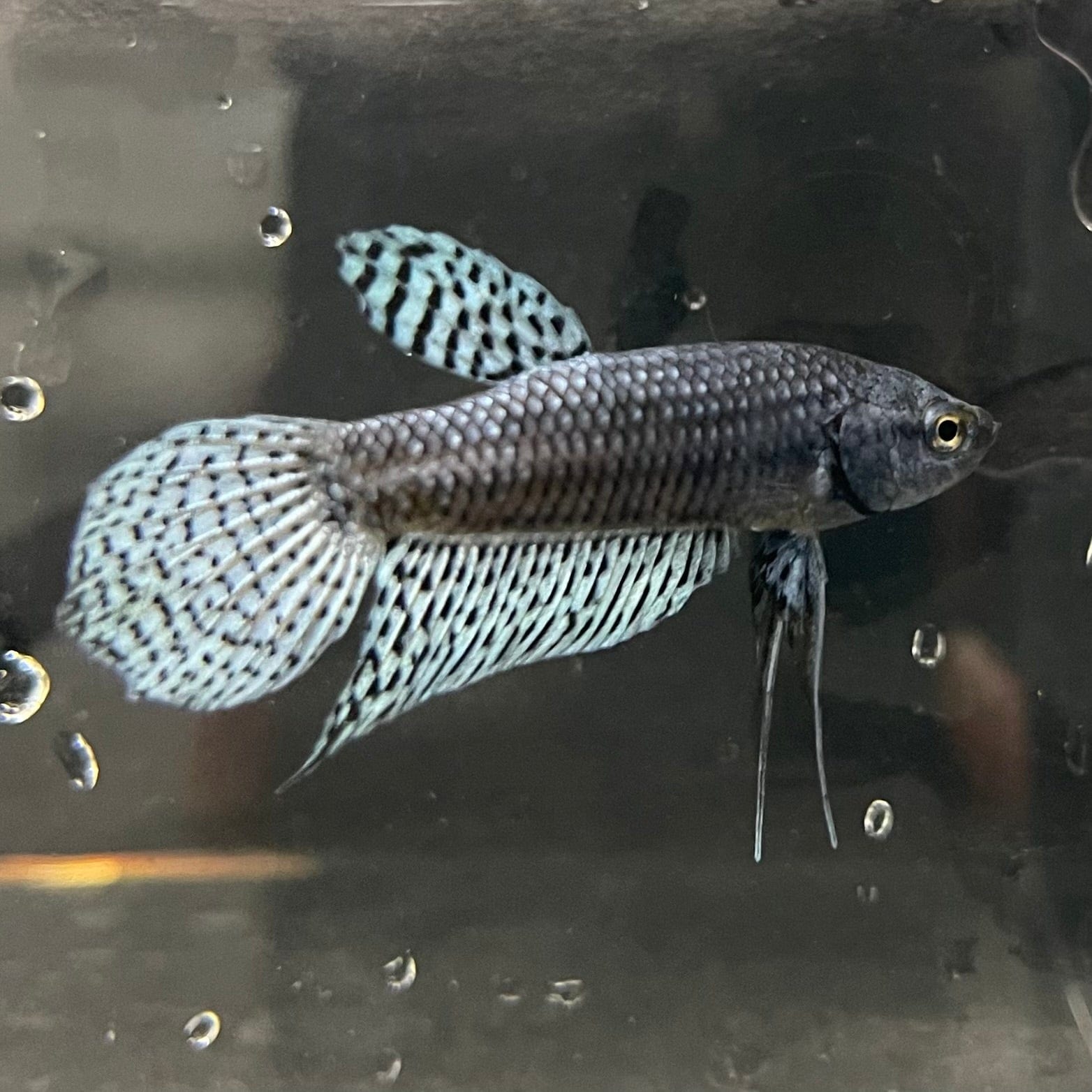 the-fish-farm Premium Male Betta Alien Premium Male Betta - One Only - 9 Shop for Alien Male Bettas at The Fish Farm Australia