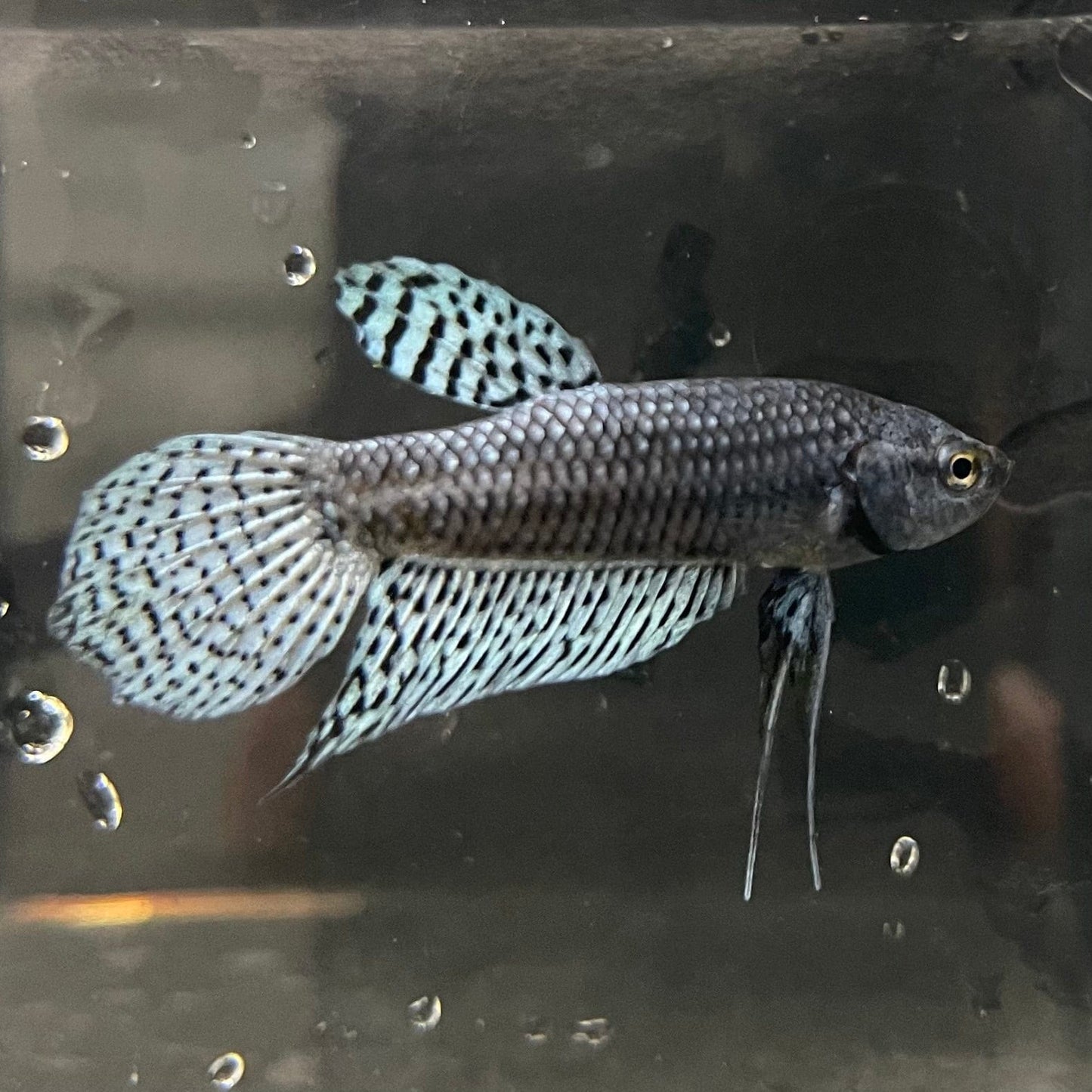 the-fish-farm Premium Male Betta Alien Premium Male Betta - One Only - 9 Shop for Alien Male Bettas at The Fish Farm Australia