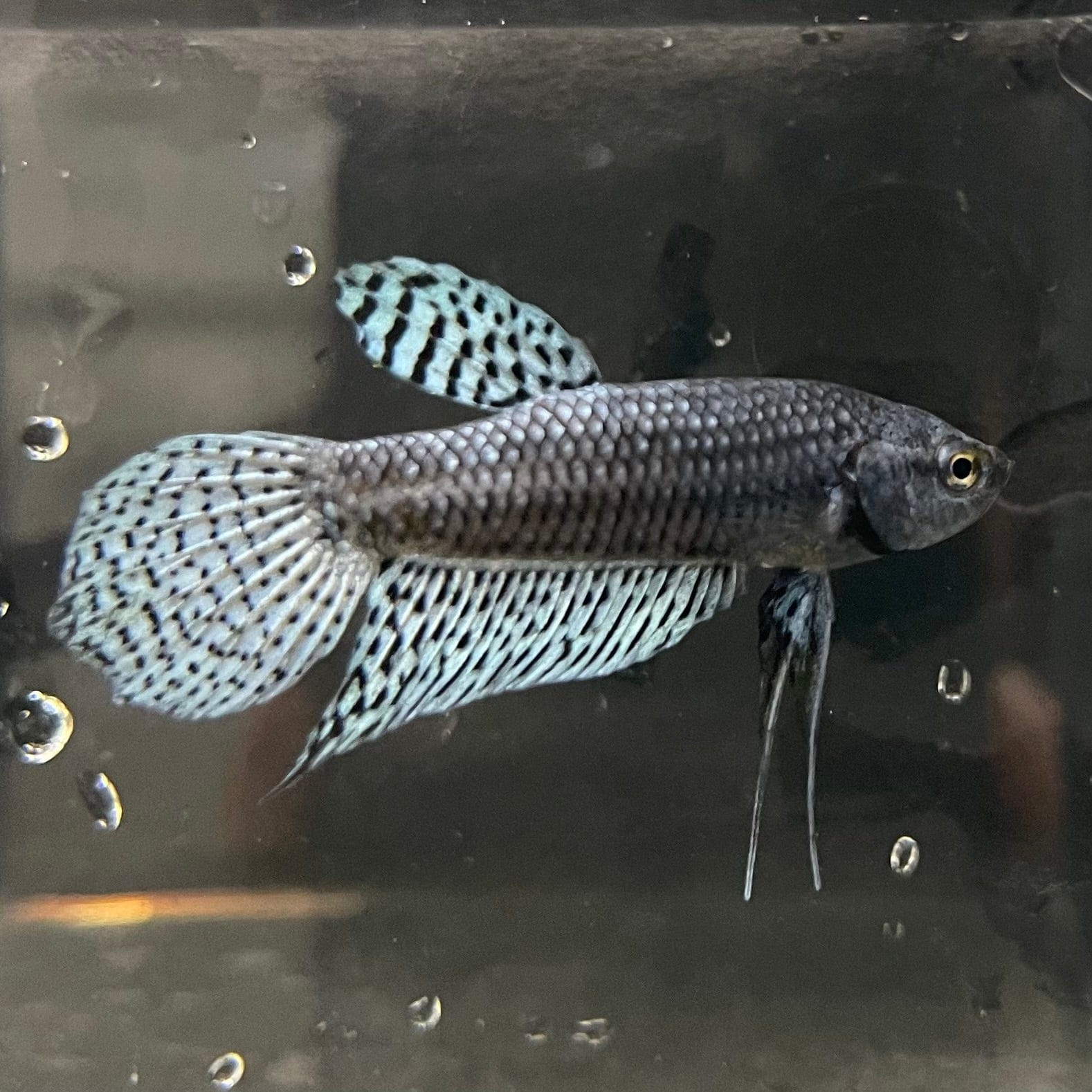 the-fish-farm Premium Male Betta Alien Premium Male Betta - One Only - 9 Shop for Alien Male Bettas at The Fish Farm Australia