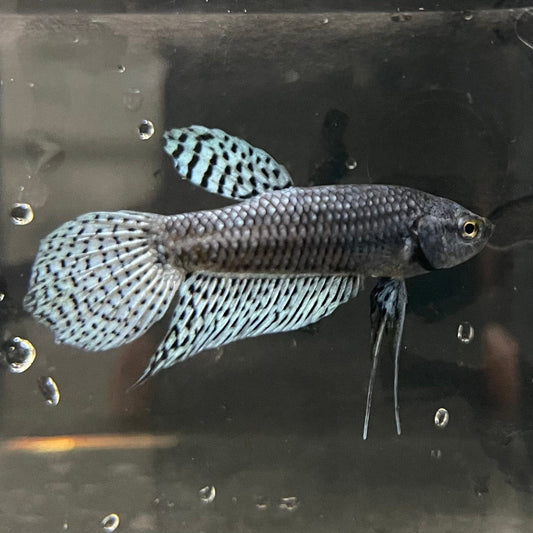 the-fish-farm Premium Male Betta Alien Premium Male Betta - One Only - 9 Shop for Alien Male Bettas at The Fish Farm Australia