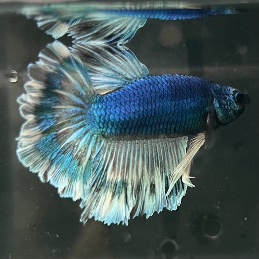 the-fish-farm Premium Male Betta Bicolour Rosetail Premium Male Betta - One Only - 1 Shop for Bicolour Rosetail Male Bettas at The Fish Farm Australia