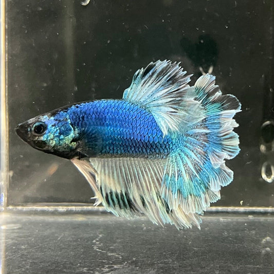 the-fish-farm Premium Male Betta Bicolour Rosetail Premium Male Betta - One Only - 1 Shop for Bicolour Rosetail Male Bettas at The Fish Farm Australia