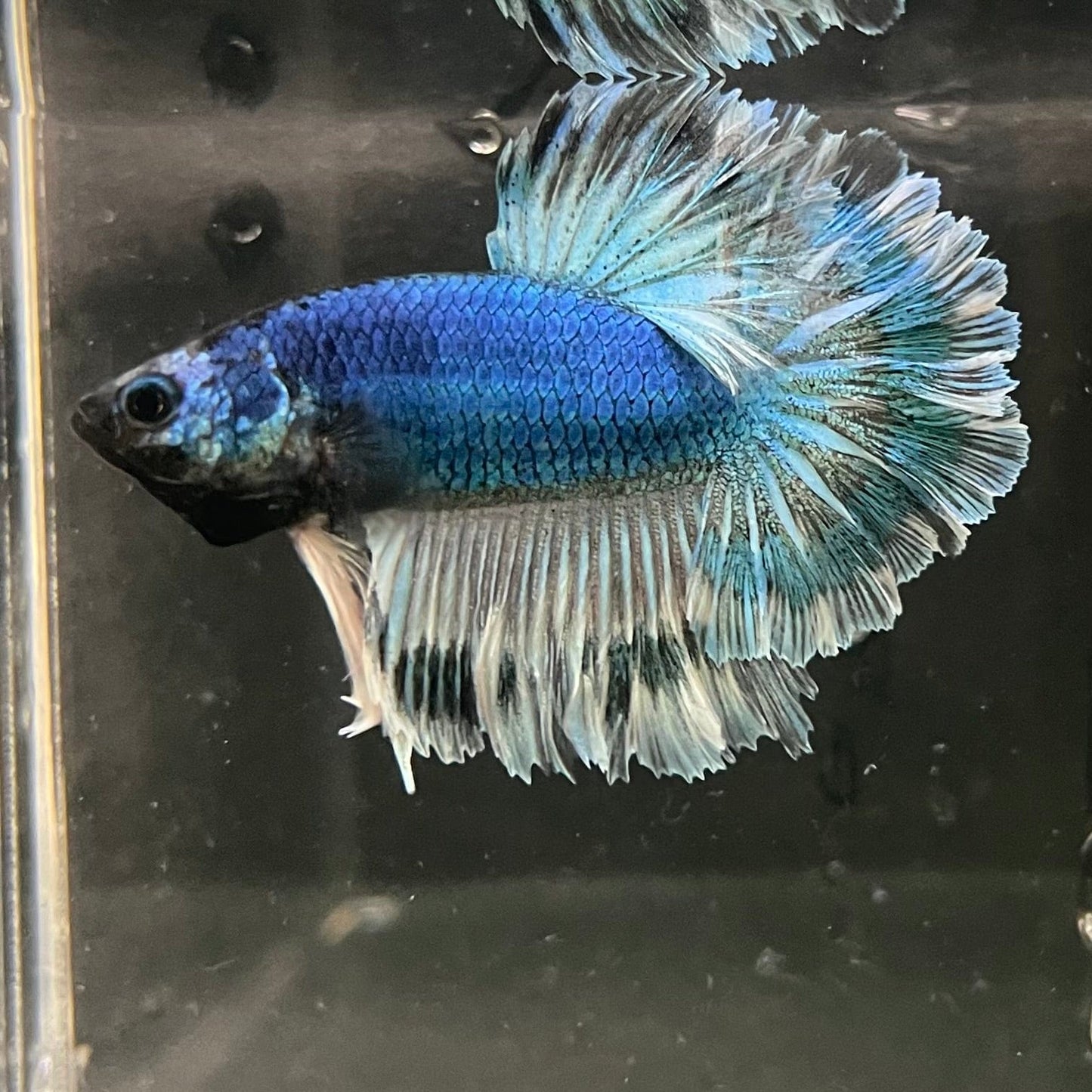 the-fish-farm Premium Male Betta Bicolour Rosetail Premium Male Betta - One Only - 1 Shop for Bicolour Rosetail Male Bettas at The Fish Farm Australia