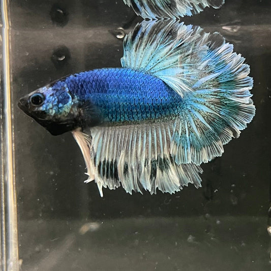 the-fish-farm Premium Male Betta Bicolour Rosetail Premium Male Betta - One Only - 1 Shop for Bicolour Rosetail Male Bettas at The Fish Farm Australia