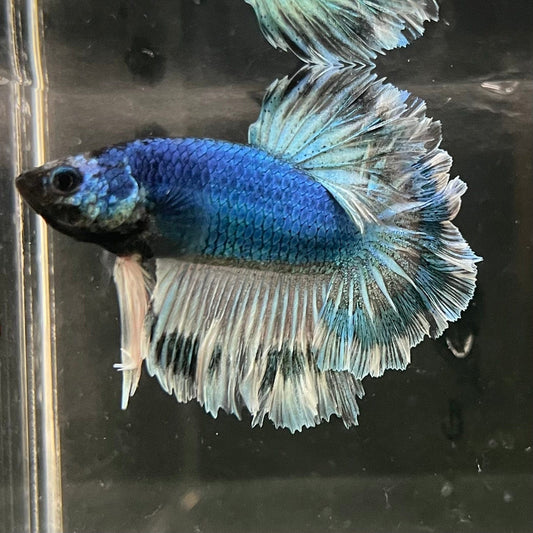 the-fish-farm Premium Male Betta Bicolour Rosetail Premium Male Betta - One Only - 1 Shop for Bicolour Rosetail Male Bettas at The Fish Farm Australia
