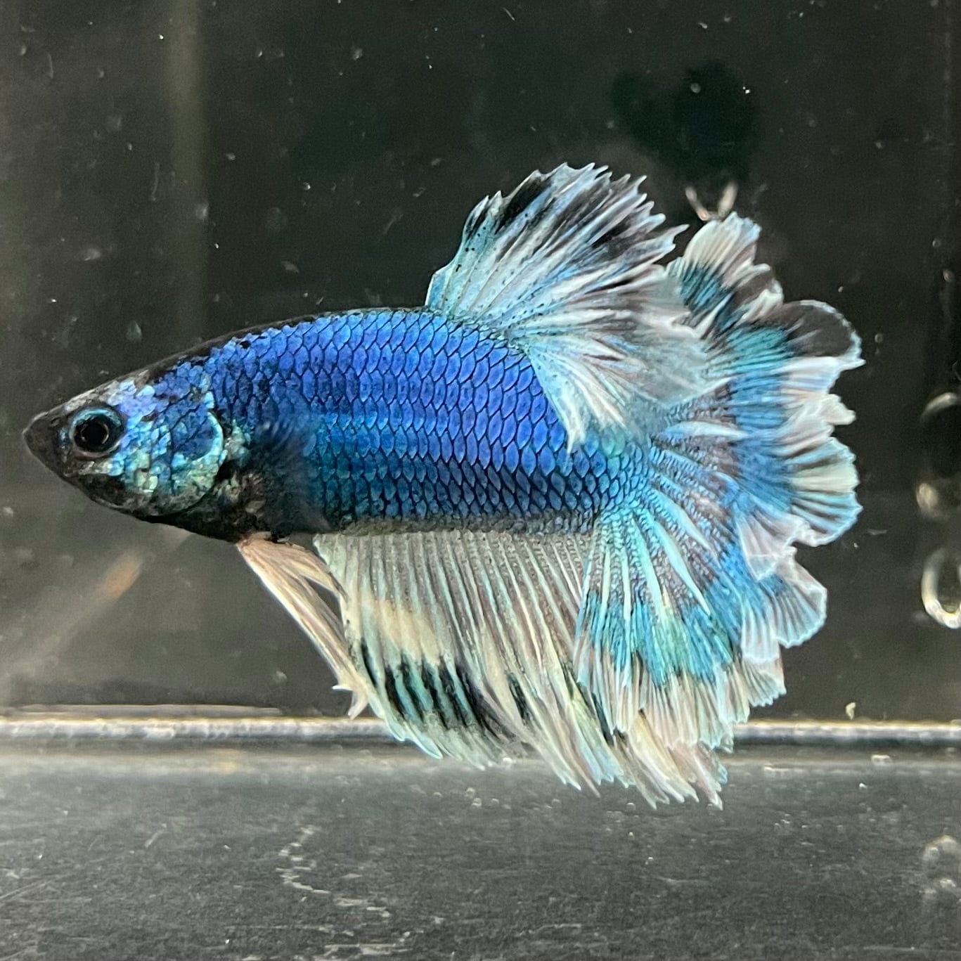 the-fish-farm Premium Male Betta Bicolour Rosetail Premium Male Betta - One Only - 1 Shop for Bicolour Rosetail Male Bettas at The Fish Farm Australia