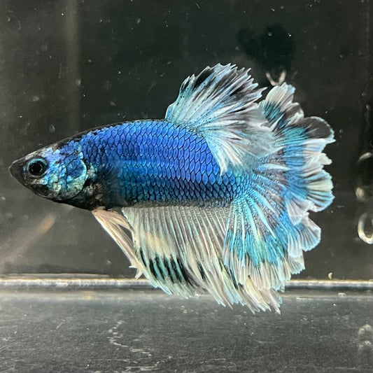 the-fish-farm Premium Male Betta Bicolour Rosetail Premium Male Betta - One Only - 1 Shop for Bicolour Rosetail Male Bettas at The Fish Farm Australia