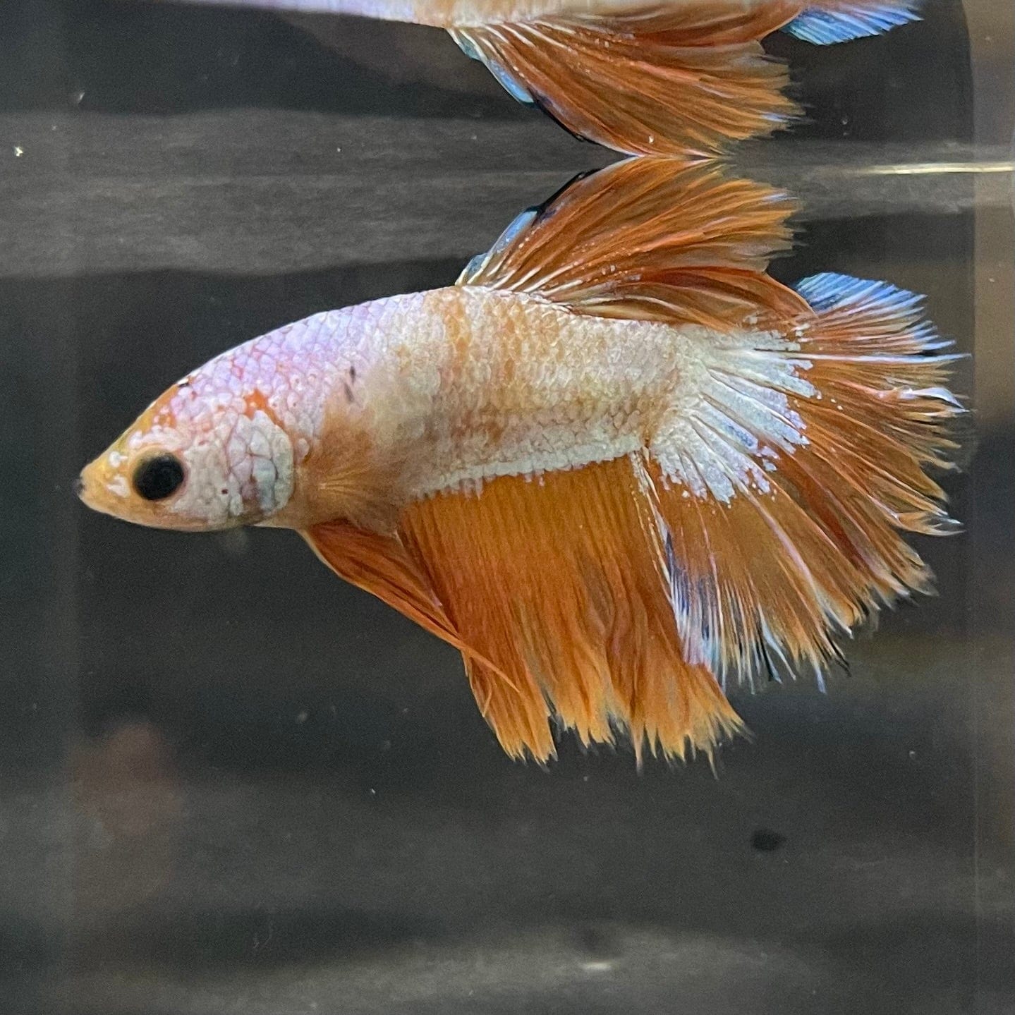 the-fish-farm Premium Male Betta Bicolour Rosetail Premium Male Betta - One Only - 10 Shop for Bicolour Rosetail Male Bettas at The Fish Farm Australia