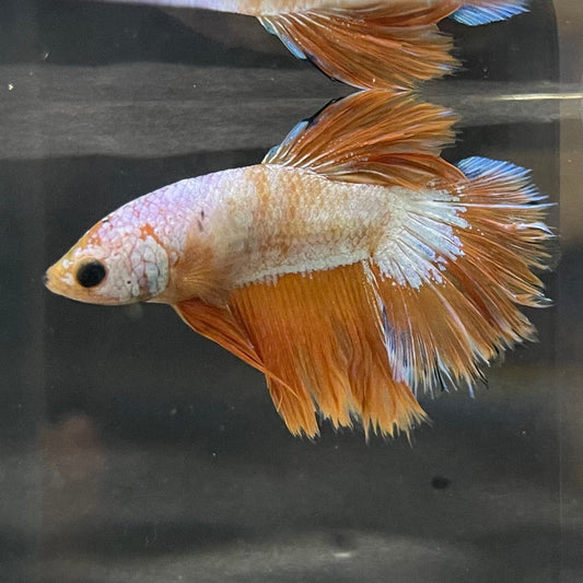 the-fish-farm Premium Male Betta Bicolour Rosetail Premium Male Betta - One Only - 10 Shop for Bicolour Rosetail Male Bettas at The Fish Farm Australia