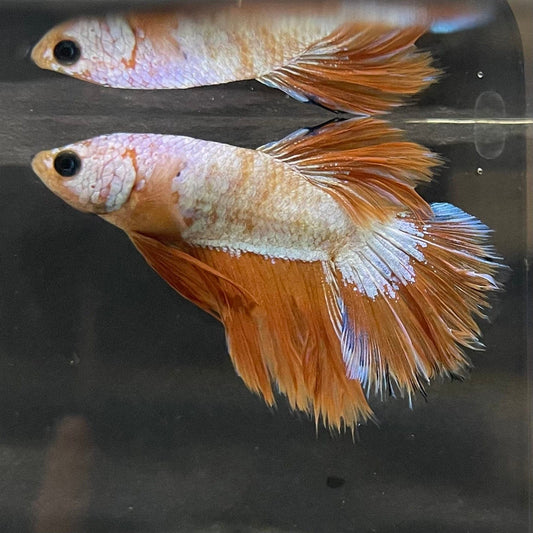 the-fish-farm Premium Male Betta Bicolour Rosetail Premium Male Betta - One Only - 10 Shop for Bicolour Rosetail Male Bettas at The Fish Farm Australia