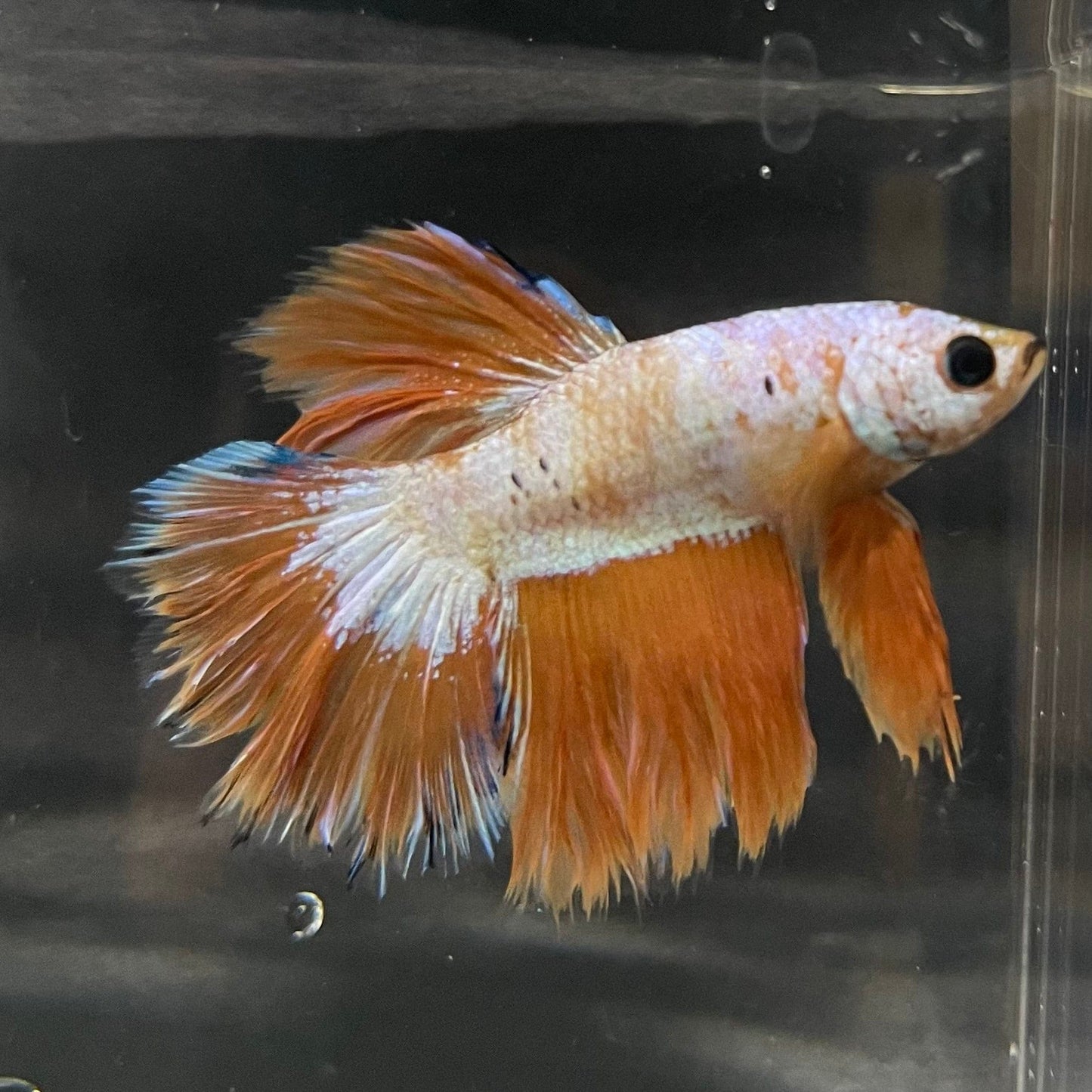 the-fish-farm Premium Male Betta Bicolour Rosetail Premium Male Betta - One Only - 10 Shop for Bicolour Rosetail Male Bettas at The Fish Farm Australia