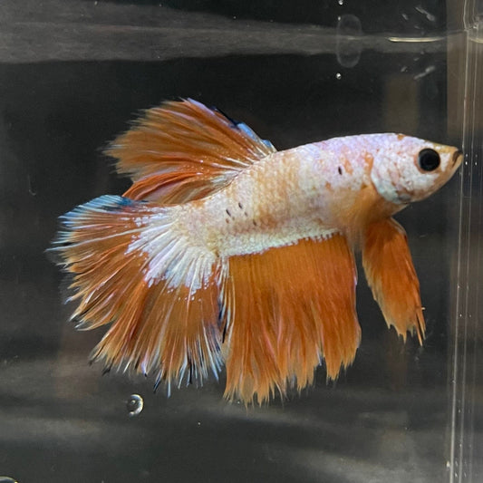 the-fish-farm Premium Male Betta Bicolour Rosetail Premium Male Betta - One Only - 10 Shop for Bicolour Rosetail Male Bettas at The Fish Farm Australia