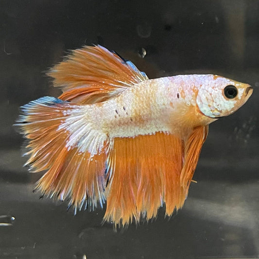 the-fish-farm Premium Male Betta Bicolour Rosetail Premium Male Betta - One Only - 10 Shop for Bicolour Rosetail Male Bettas at The Fish Farm Australia