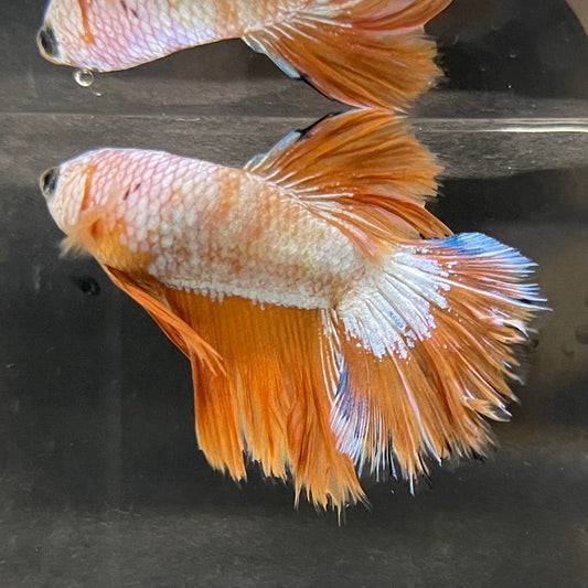 the-fish-farm Premium Male Betta Bicolour Rosetail Premium Male Betta - One Only - 10 Shop for Bicolour Rosetail Male Bettas at The Fish Farm Australia