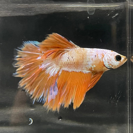 the-fish-farm Premium Male Betta Bicolour Rosetail Premium Male Betta - One Only - 10 Shop for Bicolour Rosetail Male Bettas at The Fish Farm Australia