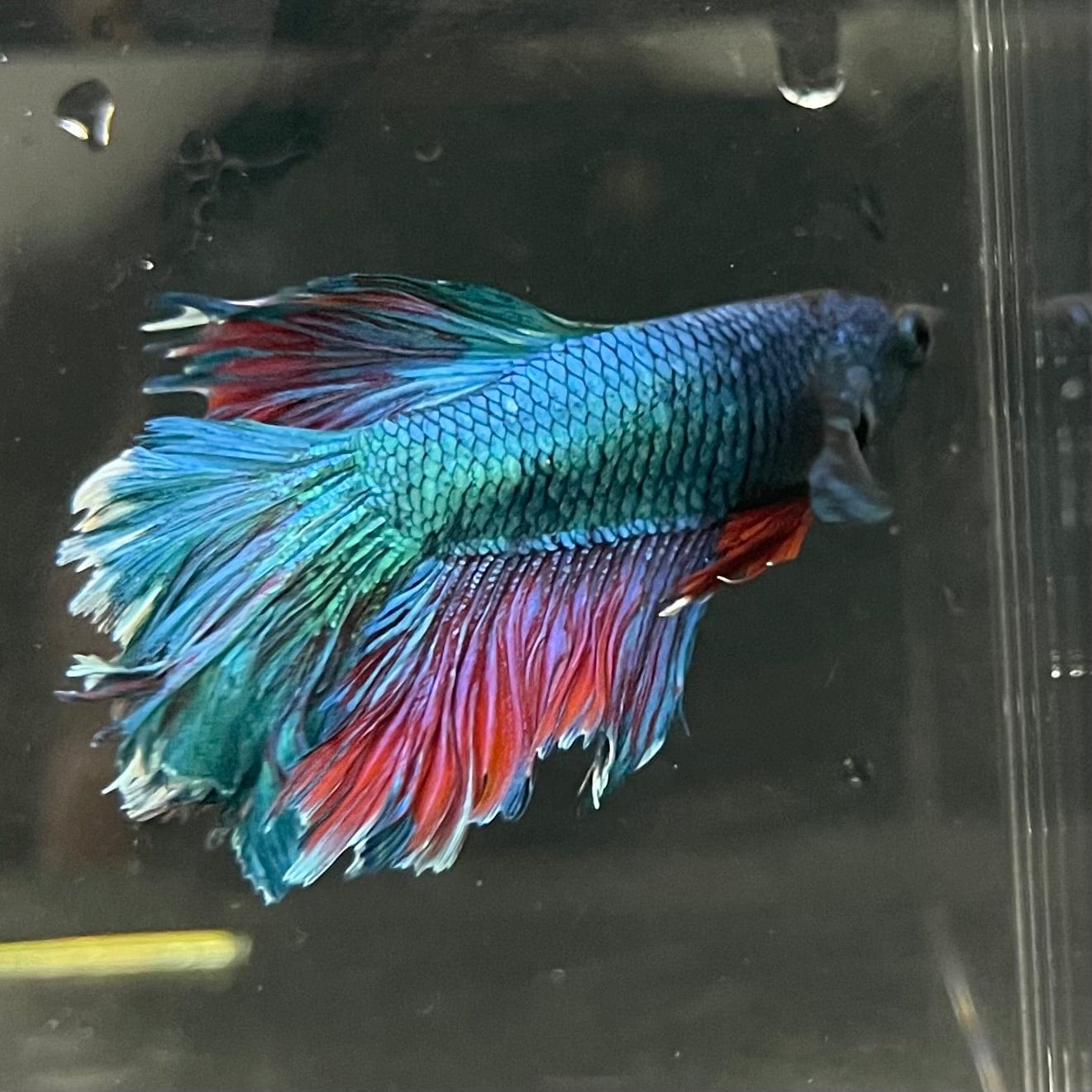 the-fish-farm Premium Male Betta Bicolour Rosetail Premium Male Betta - One Only - 11 Shop for Bicolour Rosetail Male Bettas at The Fish Farm Australia