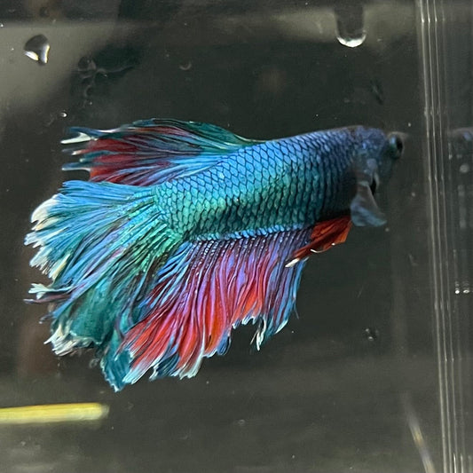 the-fish-farm Premium Male Betta Bicolour Rosetail Premium Male Betta - One Only - 11 Shop for Bicolour Rosetail Male Bettas at The Fish Farm Australia