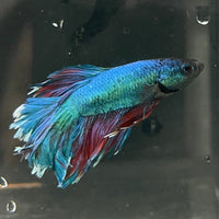 the-fish-farm Premium Male Betta Bicolour Rosetail Premium Male Betta - One Only - 11 Shop for Bicolour Rosetail Male Bettas at The Fish Farm Australia