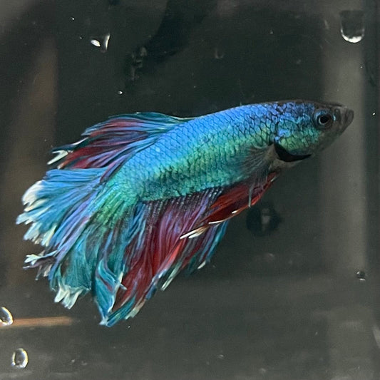 the-fish-farm Premium Male Betta Bicolour Rosetail Premium Male Betta - One Only - 11 Shop for Bicolour Rosetail Male Bettas at The Fish Farm Australia