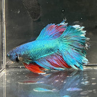 the-fish-farm Premium Male Betta Bicolour Rosetail Premium Male Betta - One Only - 11 Shop for Bicolour Rosetail Male Bettas at The Fish Farm Australia