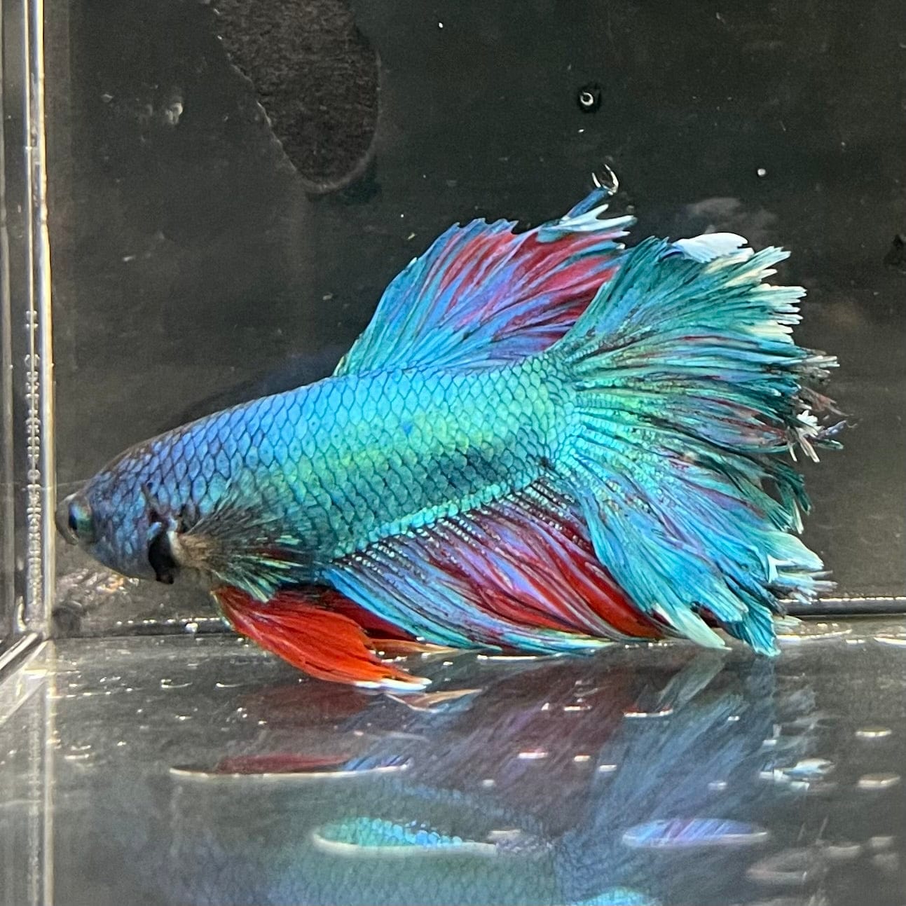 the-fish-farm Premium Male Betta Bicolour Rosetail Premium Male Betta - One Only - 11 Shop for Bicolour Rosetail Male Bettas at The Fish Farm Australia