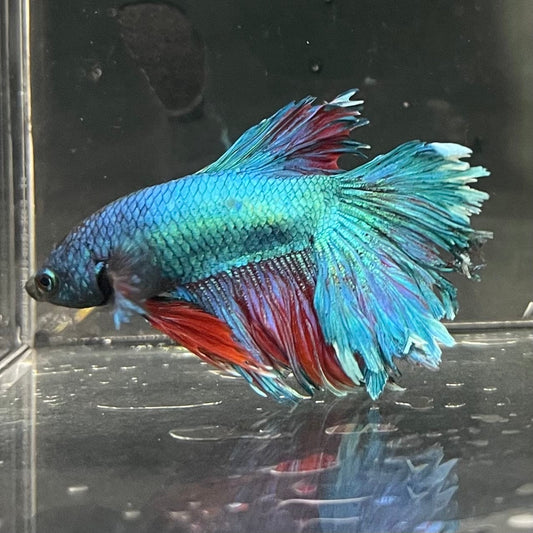 the-fish-farm Premium Male Betta Bicolour Rosetail Premium Male Betta - One Only - 11 Shop for Bicolour Rosetail Male Bettas at The Fish Farm Australia