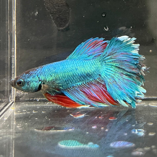the-fish-farm Premium Male Betta Bicolour Rosetail Premium Male Betta - One Only - 11 Shop for Bicolour Rosetail Male Bettas at The Fish Farm Australia