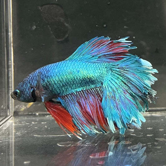 the-fish-farm Premium Male Betta Bicolour Rosetail Premium Male Betta - One Only - 11 Shop for Bicolour Rosetail Male Bettas at The Fish Farm Australia