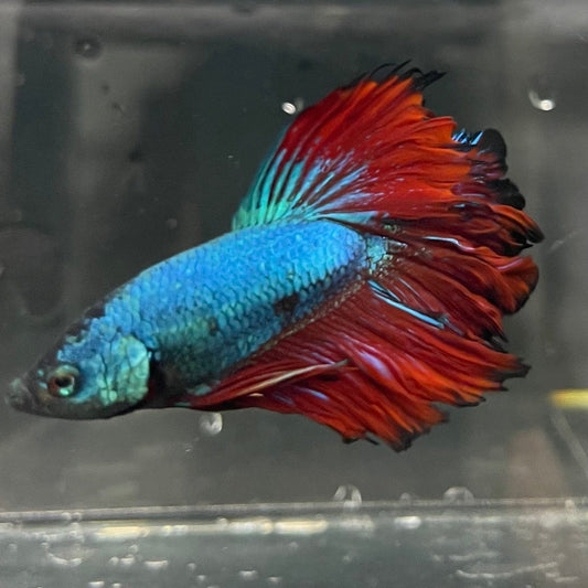 the-fish-farm Premium Male Betta Bicolour Rosetail Premium Male Betta - One Only - 12 Shop for Bicolour Rosetail Male Bettas at The Fish Farm Australia