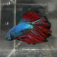 the-fish-farm Premium Male Betta Bicolour Rosetail Premium Male Betta - One Only - 12 Shop for Bicolour Rosetail Male Bettas at The Fish Farm Australia