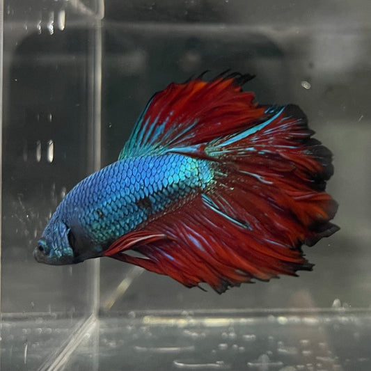 the-fish-farm Premium Male Betta Bicolour Rosetail Premium Male Betta - One Only - 12 Shop for Bicolour Rosetail Male Bettas at The Fish Farm Australia