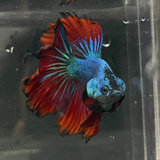 the-fish-farm Premium Male Betta Bicolour Rosetail Premium Male Betta - One Only - 12 Shop for Bicolour Rosetail Male Bettas at The Fish Farm Australia
