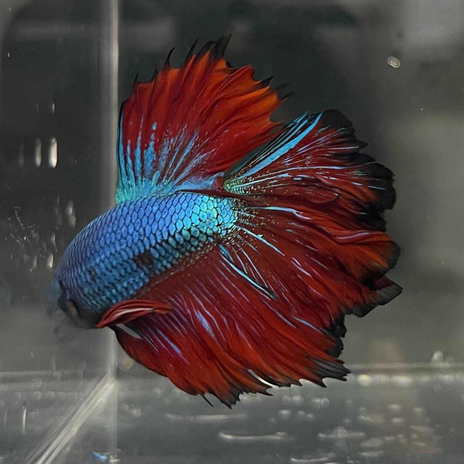 the-fish-farm Premium Male Betta Bicolour Rosetail Premium Male Betta - One Only - 12 Shop for Bicolour Rosetail Male Bettas at The Fish Farm Australia