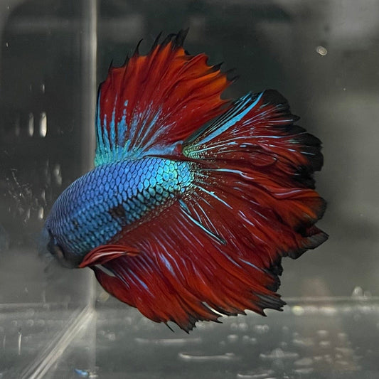 the-fish-farm Premium Male Betta Bicolour Rosetail Premium Male Betta - One Only - 12 Shop for Bicolour Rosetail Male Bettas at The Fish Farm Australia