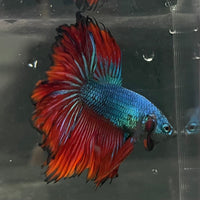 the-fish-farm Premium Male Betta Bicolour Rosetail Premium Male Betta - One Only - 12 Shop for Bicolour Rosetail Male Bettas at The Fish Farm Australia