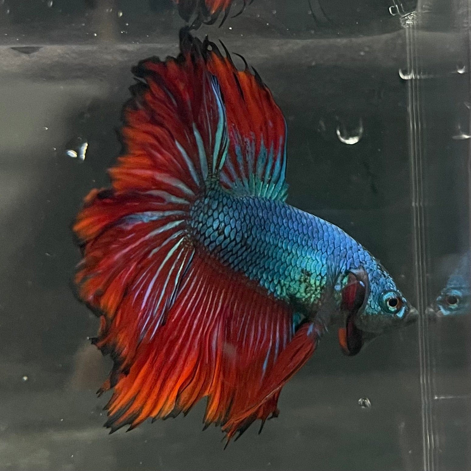the-fish-farm Premium Male Betta Bicolour Rosetail Premium Male Betta - One Only - 12 Shop for Bicolour Rosetail Male Bettas at The Fish Farm Australia