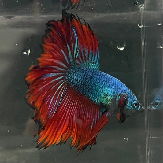 the-fish-farm Premium Male Betta Bicolour Rosetail Premium Male Betta - One Only - 12 Shop for Bicolour Rosetail Male Bettas at The Fish Farm Australia
