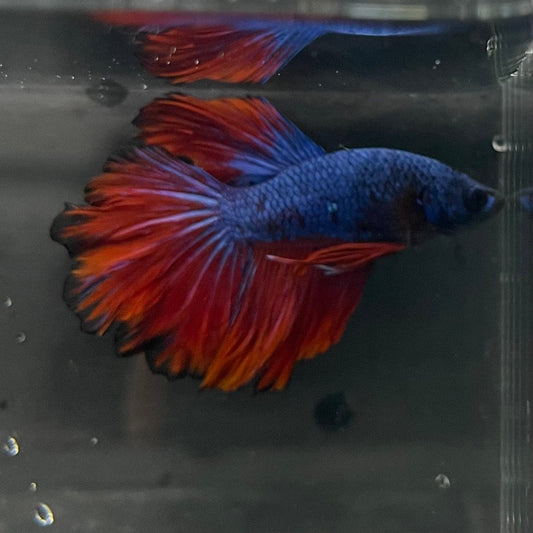 the-fish-farm Premium Male Betta Bicolour Rosetail Premium Male Betta - One Only - 13 Shop for Bicolour Rosetail Male Bettas at The Fish Farm Australia