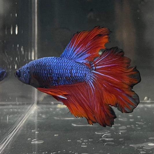 the-fish-farm Premium Male Betta Bicolour Rosetail Premium Male Betta - One Only - 13 Shop for Bicolour Rosetail Male Bettas at The Fish Farm Australia