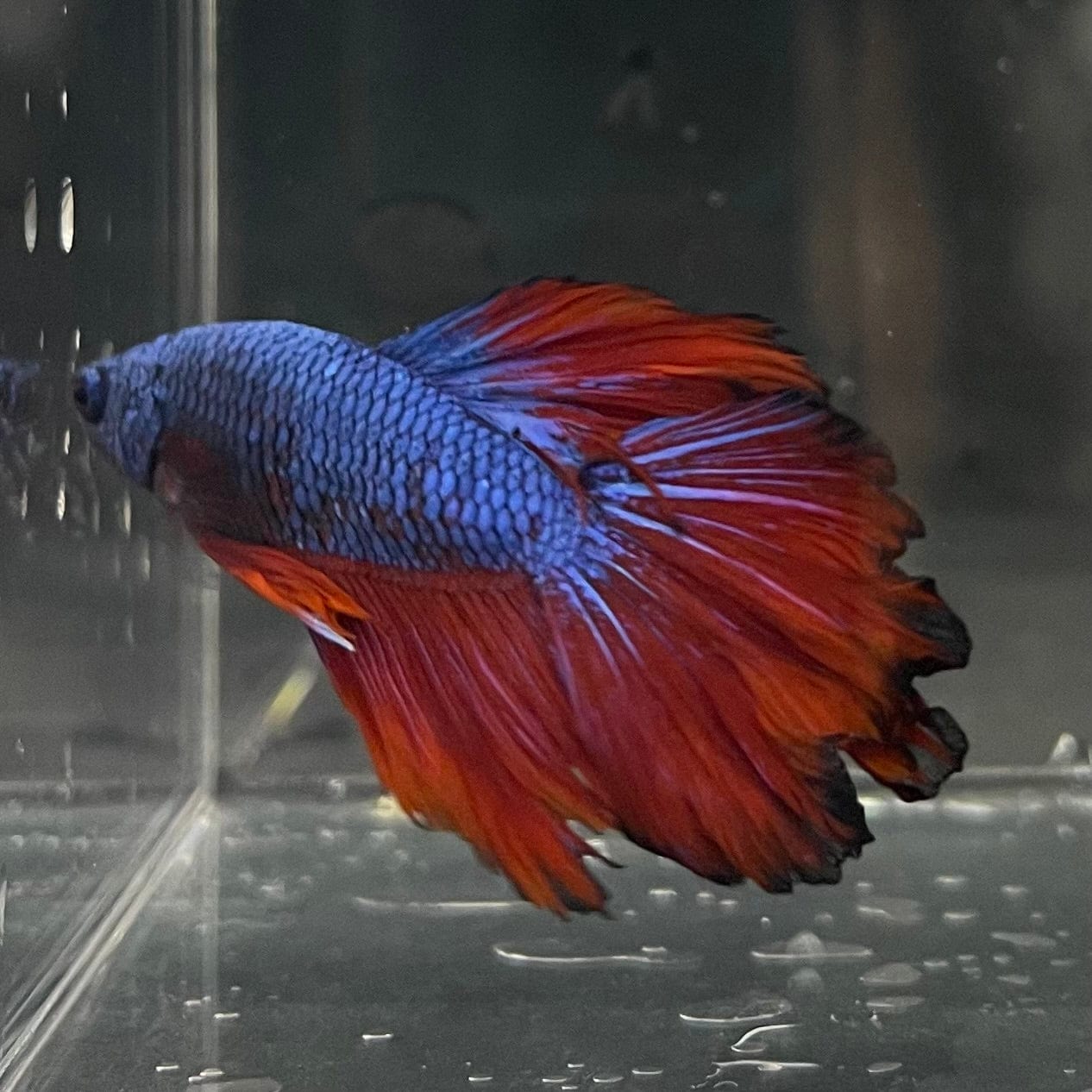 the-fish-farm Premium Male Betta Bicolour Rosetail Premium Male Betta - One Only - 13 Shop for Bicolour Rosetail Male Bettas at The Fish Farm Australia