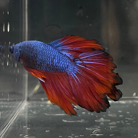 the-fish-farm Premium Male Betta Bicolour Rosetail Premium Male Betta - One Only - 13 Shop for Bicolour Rosetail Male Bettas at The Fish Farm Australia