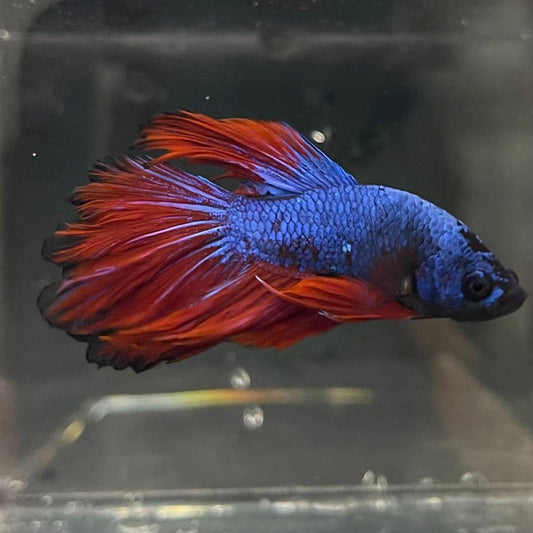the-fish-farm Premium Male Betta Bicolour Rosetail Premium Male Betta - One Only - 13 Shop for Bicolour Rosetail Male Bettas at The Fish Farm Australia