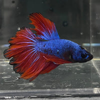 the-fish-farm Premium Male Betta Bicolour Rosetail Premium Male Betta - One Only - 13 Shop for Bicolour Rosetail Male Bettas at The Fish Farm Australia