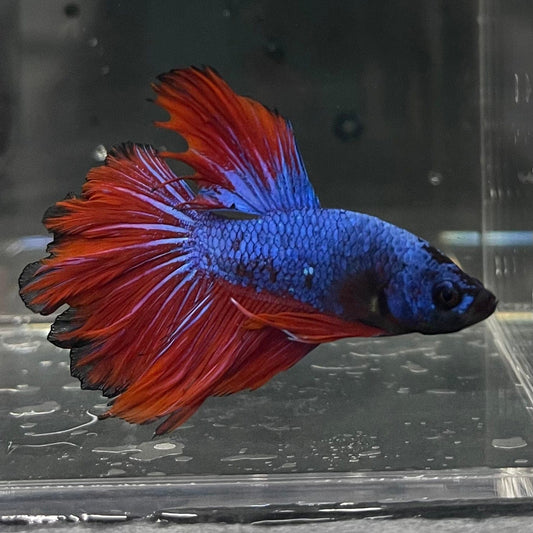the-fish-farm Premium Male Betta Bicolour Rosetail Premium Male Betta - One Only - 13 Shop for Bicolour Rosetail Male Bettas at The Fish Farm Australia