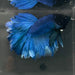 the-fish-farm Premium Male Betta Bicolour Rosetail Premium Male Betta - One Only - 14 Shop for Bicolour Rosetail Male Bettas at The Fish Farm Australia
