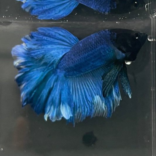 the-fish-farm Premium Male Betta Bicolour Rosetail Premium Male Betta - One Only - 14 Shop for Bicolour Rosetail Male Bettas at The Fish Farm Australia