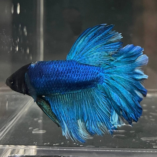the-fish-farm Premium Male Betta Bicolour Rosetail Premium Male Betta - One Only - 14 Shop for Bicolour Rosetail Male Bettas at The Fish Farm Australia