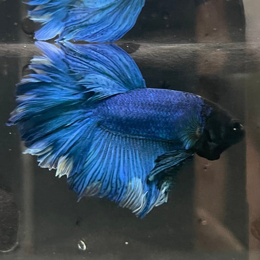 the-fish-farm Premium Male Betta Bicolour Rosetail Premium Male Betta - One Only - 14 Shop for Bicolour Rosetail Male Bettas at The Fish Farm Australia